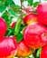 Саженец Agro-Market Яблоня Моди (зимний сорт, поздний срок созревания) (39832) 1 шт. в упаковке - миниатюра 2