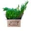 Саджанець Agro-Market Ялівець лускатий Blue Carpet горщик Р9 (25051) 1 шт. в упаковці - мініатюра 2