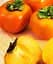 Саджанець Agro-Market Хурма Віргінська великоплідна на віргінській морозостійкій підщепі 1 шт. в упаковці (44804) - мініатюра 1